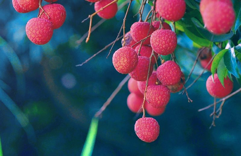 Everfiner – Chinese fruit exports
